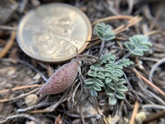 Astragalus platytropis