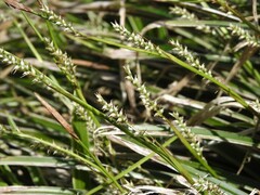 Carex morrowii