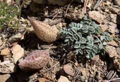 Astragalus platytropis