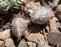 Astragalus platytropis