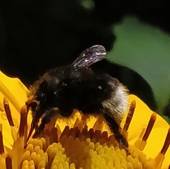 Bombus volucelloides