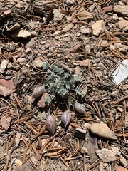 Astragalus platytropis