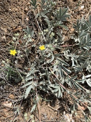 Potentilla effusa