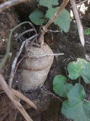 Kedrostis nana