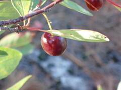 Prunus susquehanae