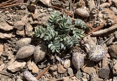 Astragalus platytropis
