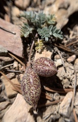 Astragalus platytropis