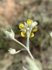 Potentilla effusa