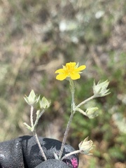 Potentilla effusa