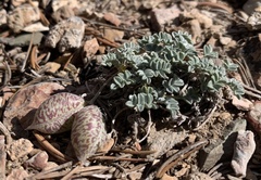 Astragalus platytropis