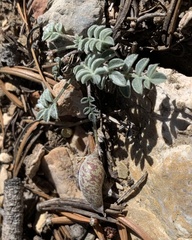 Astragalus platytropis