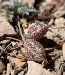 Astragalus platytropis