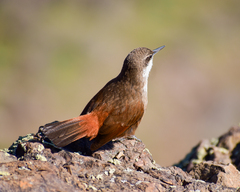 Ochetorhynchus melanurus