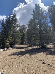 Astragalus platytropis