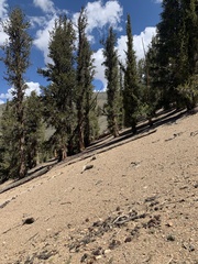 Astragalus platytropis