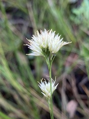 Rhynchospora pallida