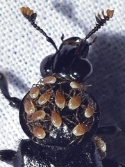 Poecilochirus