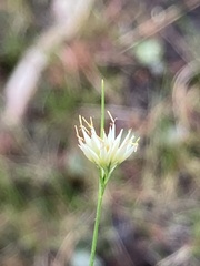 Rhynchospora pallida