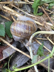 Helix pomatia