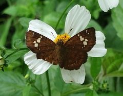 Pseudocoladenia