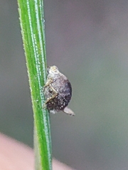 Schizolachnus pineti