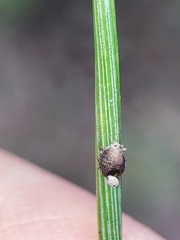 Schizolachnus pineti