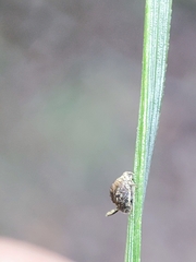 Schizolachnus pineti