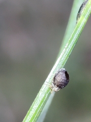 Schizolachnus pineti