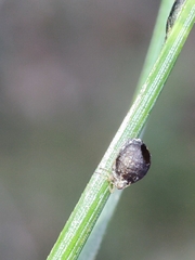 Schizolachnus pineti