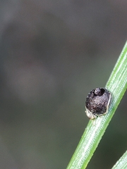 Schizolachnus pineti