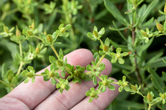 Hypericum swinkianum