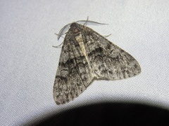 Galenara