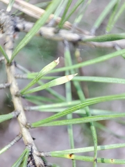 Thecodiplosis brachyntera