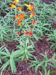 Lilium parvum