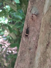 Aristolochia gigantea