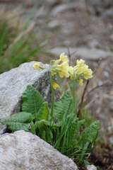 Primula elatior