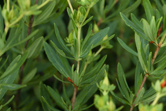 Hypericum swinkianum