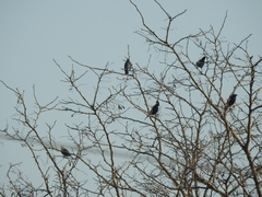 Thraupis sayaca