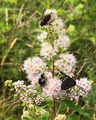 Dolichovespula arctica