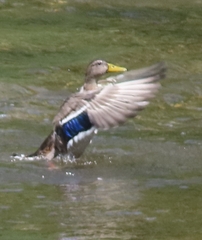Anas platyrhynchos