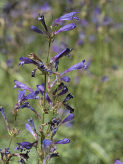 Penstemon gracilentus