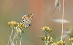 Plebejus bellieri