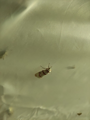 Cyana perornata