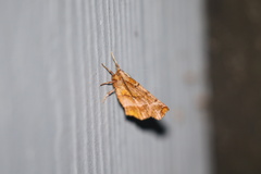 Selenia alciphearia