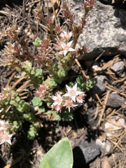 Sedum niveum