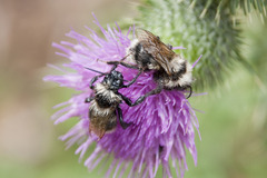 Bombus sylvarum