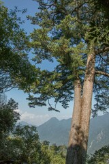 Pinus morrisonicola