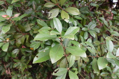 Litsea rotundifolia