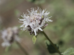 Monardella odoratissima pallida