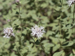 Monardella odoratissima pallida